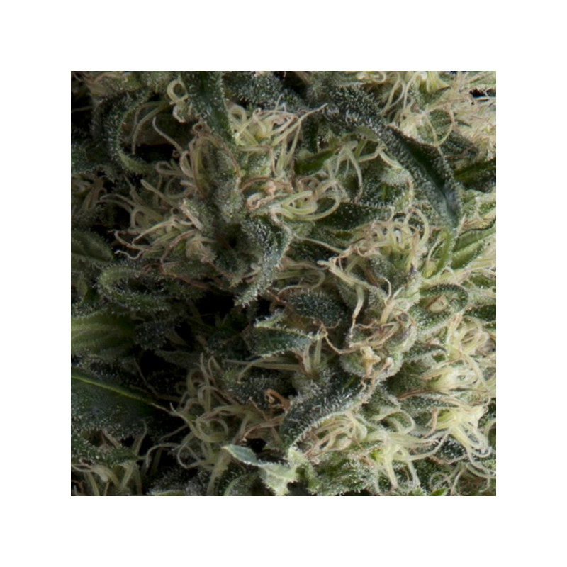 Galaxy - Autofloraison - Pyramid Seeds Galaxy - Autofloraison - Pyramid Seeds