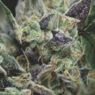 Gorila - Autofloraison - Pyramid Seeds