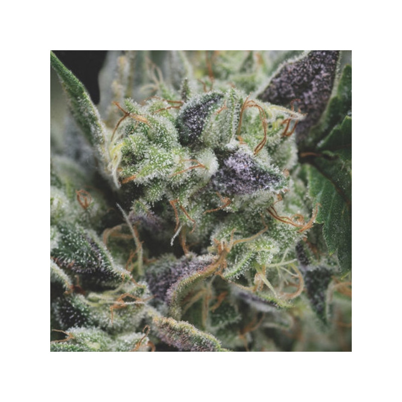 Gorila - Autofloraison - Pyramid Seeds Gorila - Autofloraison - Pyramid Seeds