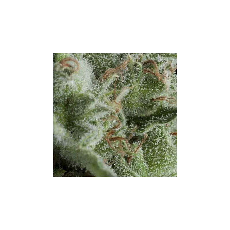 Kryptonite - Autofloraison - Pyramid Seeds Kryptonite - Autofloraison - Pyramid Seeds