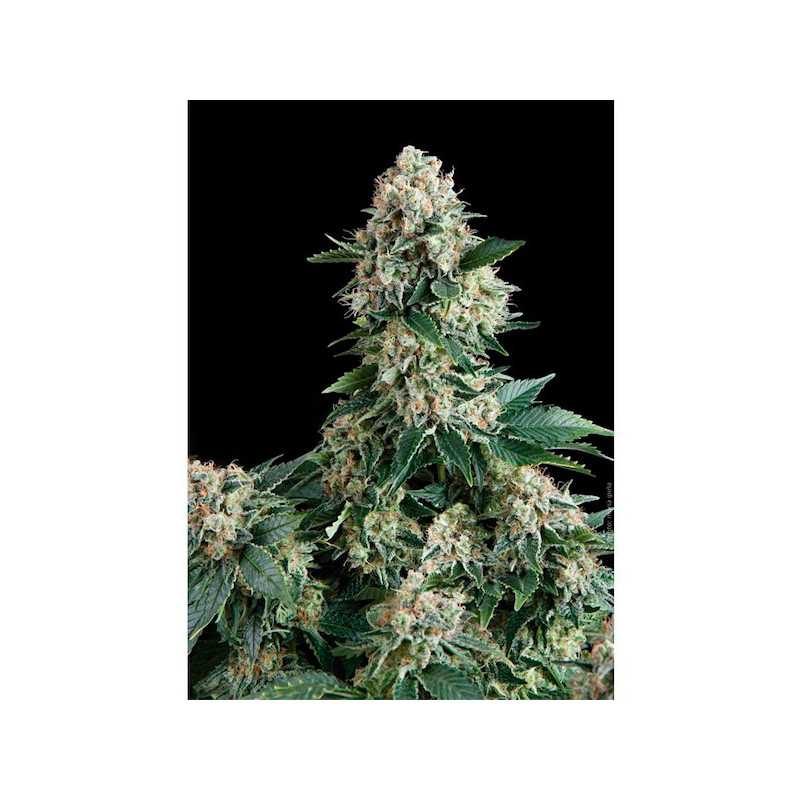 New York City - Autofloraison - Pyramid Seeds New York City - Autofloraison - Pyramid Seeds