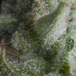 Shark - Autofloraison - Pyramid Seeds