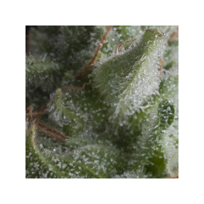 Shark - Autofloraison - Pyramid Seeds Shark - Autofloraison - Pyramid Seeds