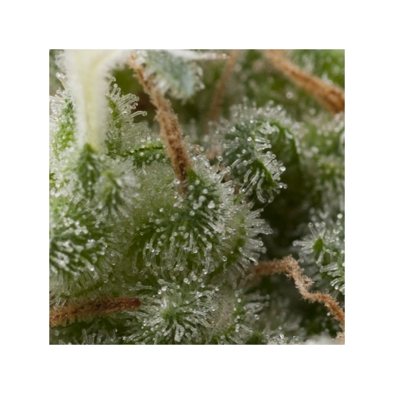 Super Hash - Autofloraison - Pyramid Seeds Super Hash - Autofloraison - Pyramid Seeds