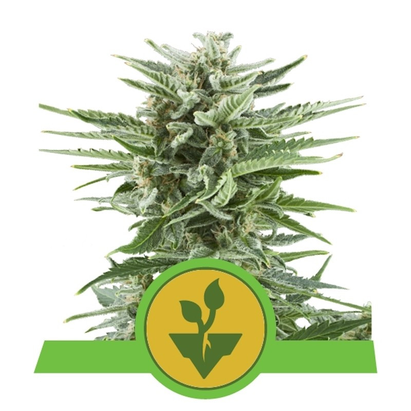 Easy Bud Automatic - Royal Queen Seeds - Graines de Collection
