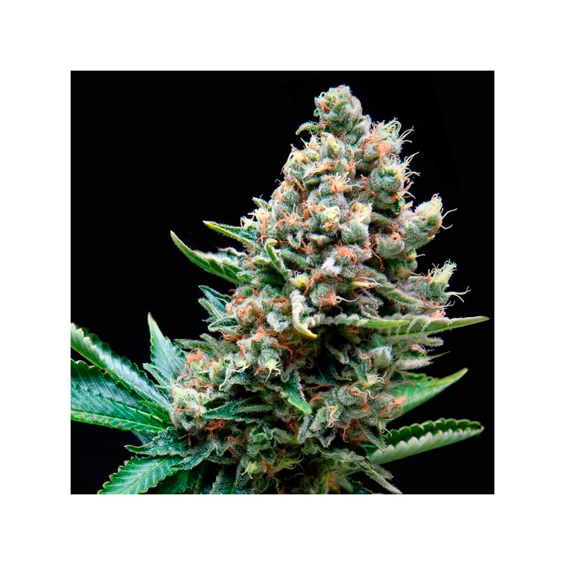 Super OG Kush - Autofloraison - Pyramid Seeds Super OG Kush - Autofloraison - Pyramid Seeds
