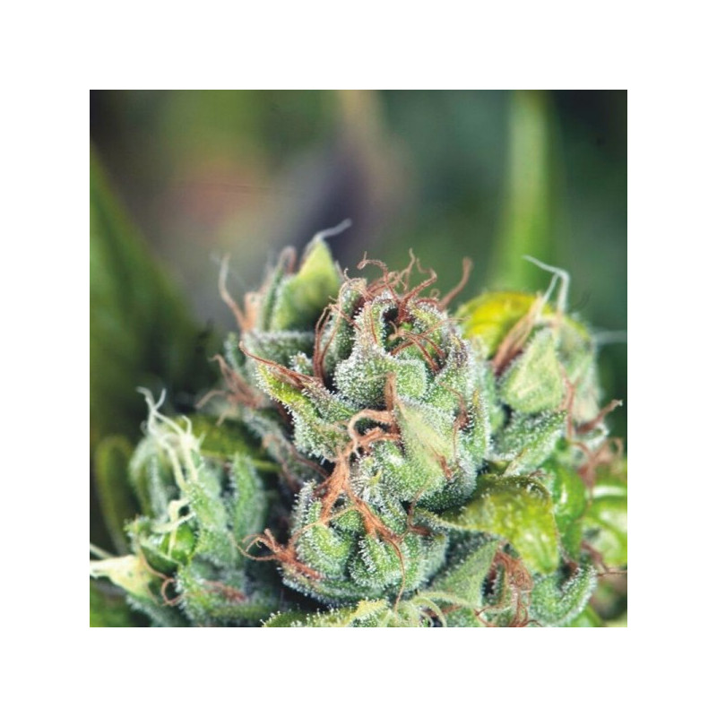 Tahoe Cure - Féminisée - Pyramid Seeds Tahoe Cure - Féminisée - Pyramid Seeds