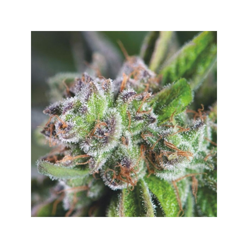 Watermelon Zkittlez - Féminisée - Pyramid Seeds Watermelon Zkittlez - Féminisée - Pyramid Seeds