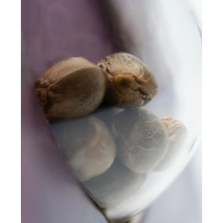 Black Domina - Féminisée - Sensi Seeds - | ROOTS-SEEDS.FR