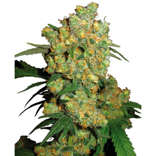 Big Bud - Féminisée - Sensi Seeds
