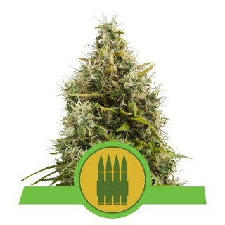 Royal AK auto royal queen seeds