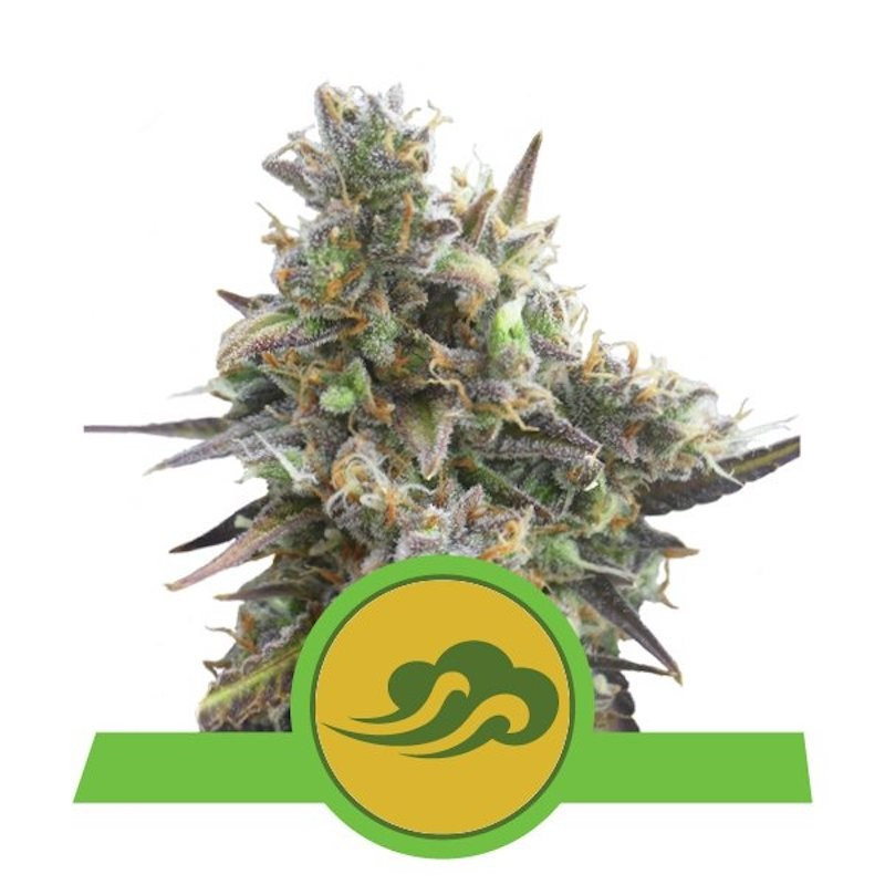 Royal bluematic auto royal queen seeds