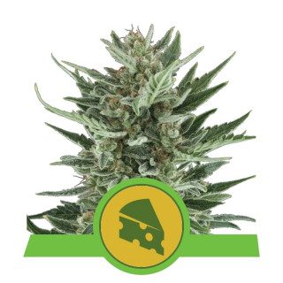 Royal cheese auto royal queen seeds