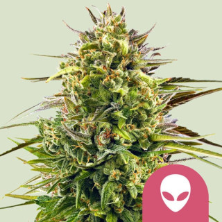 Alien OG - Féminisée - Royal Queen Seeds
