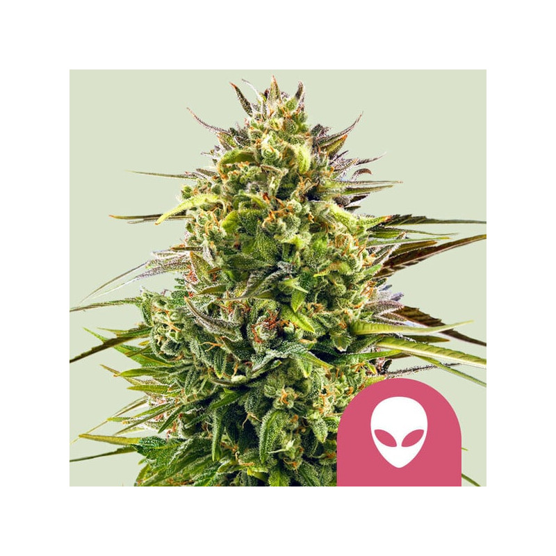 Alien OG - Féminisée - Royal Queen Seeds