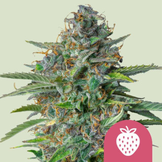 Strawberry Cough - Féminisée - Royal Queen Seeds