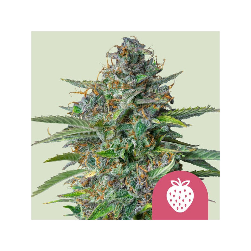 Strawberry Cough - Féminisée - Royal Queen Seeds