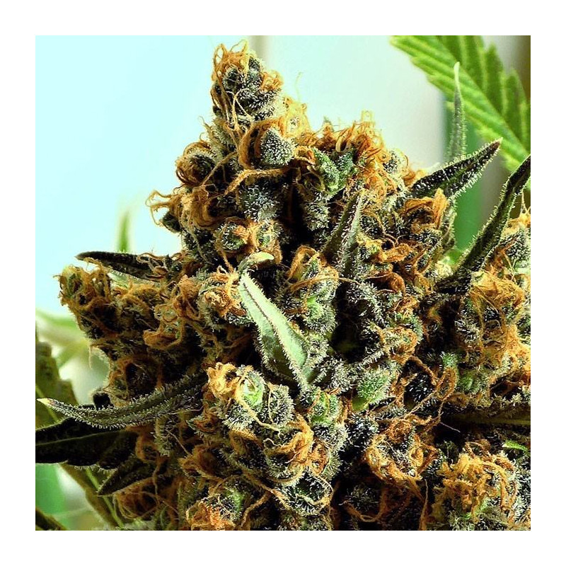 Criminal + - Féminisée - Ripper Seeds