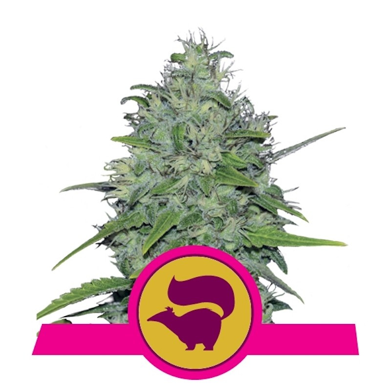 Skunk xl royal queen seeds féminisée