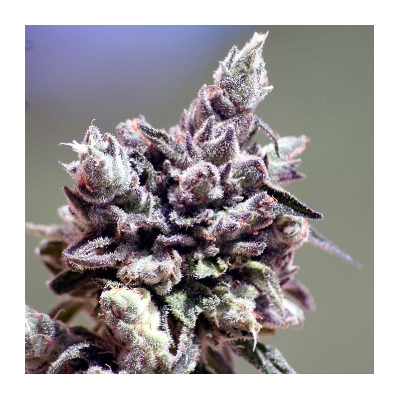 Washing Machine - Féminisée - Ripper Seeds