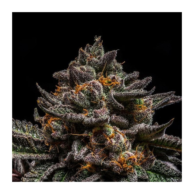 Brain Cake - Féminisée - Ripper Seeds