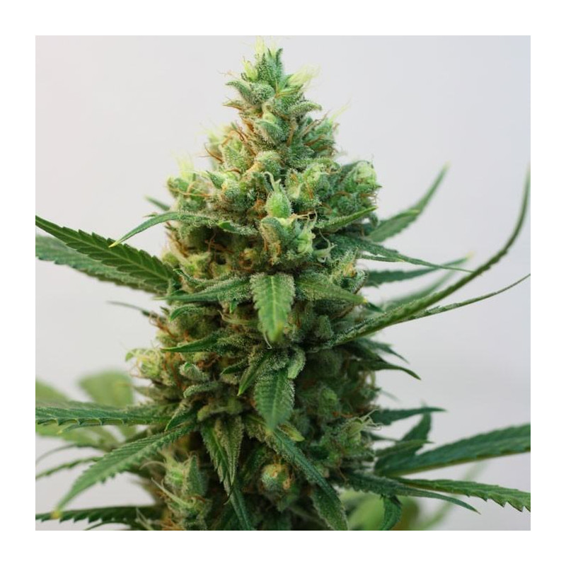 Toxic - Féminisée - Ripper Seeds