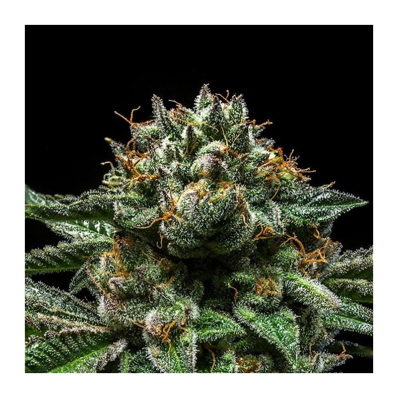 Chempie - Féminisée - Ripper Seeds