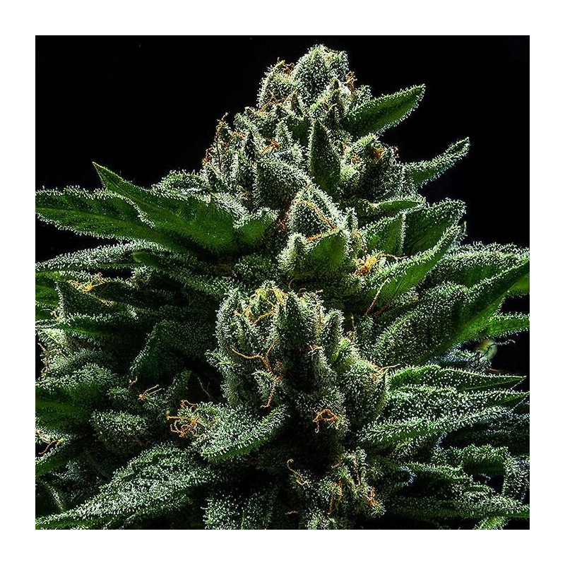 DO-G - Féminisée - Ripper Seeds