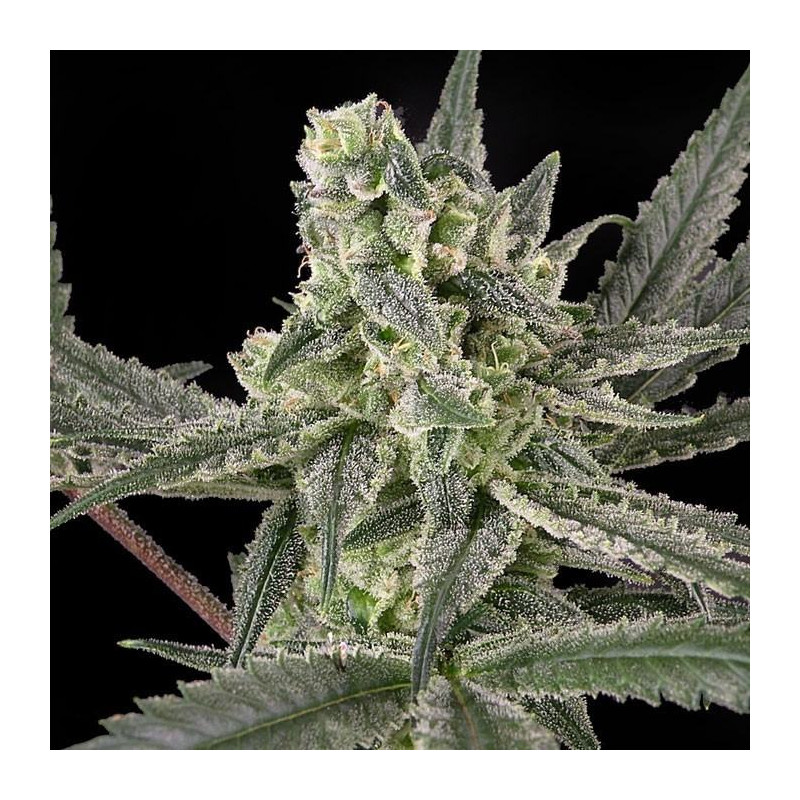 Old School - Féminisée - Ripper Seeds