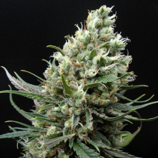 Ripper Haze - Féminisée - Ripper Seeds