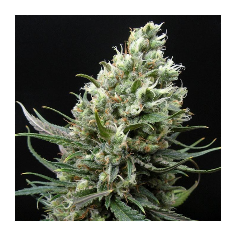 Ripper Haze - Féminisée - Ripper Seeds