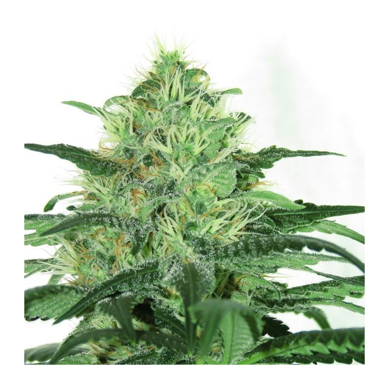 Sideral - Féminisée - Ripper Seeds