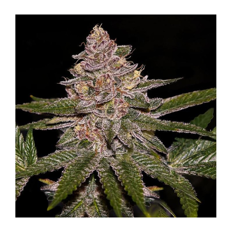 Radical Juice - Féminisée - Ripper Seeds