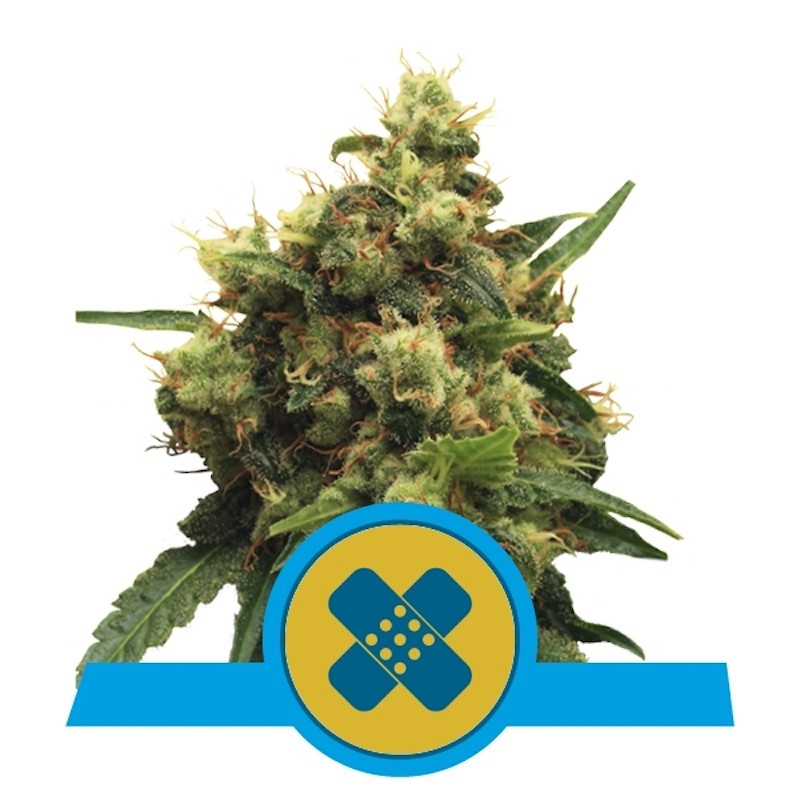 Painkiller XL CBD - Féminisée - Royal Queen Seeds
