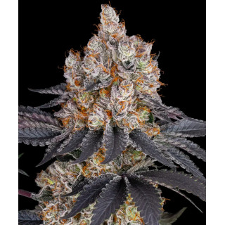 Gelato - Féminisée - Barney's Farm | ROOTS-SEEDS.FR