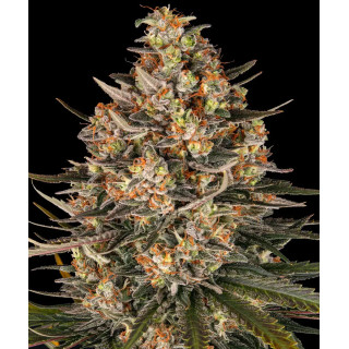 Lemon Drizzle - Féminisée - Barney's Farm