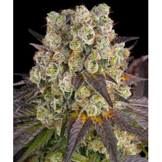 Purple Punch x Lemon Drizzle - Féminisée - Barney’s Farm