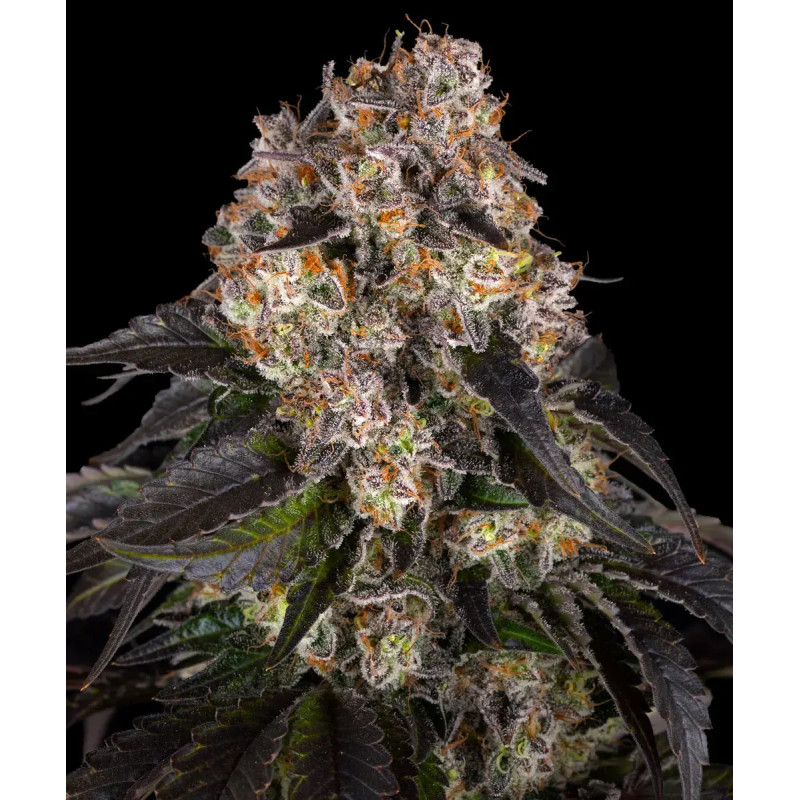 Girl Scout Cookies - Féminisée - Barney's Farm