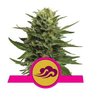 Blue mystic royal queen seeds