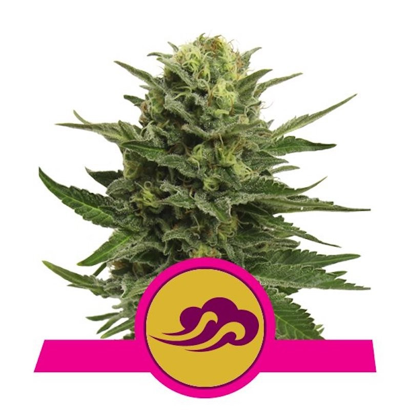 Blue mystic royal queen seeds