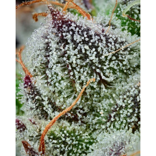 Black Cherry Gushers - Féminisée - Barney’s Farm | ROOTS-SEEDS.FR