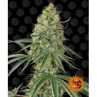 Sin Tra Bajo - Autofloraison - Barney’s Farm