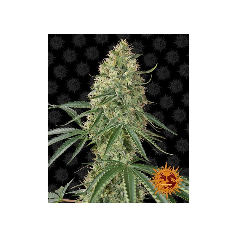 Sin Tra Bajo - Autofloraison - Barney’s Farm