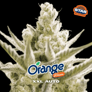 Orange Blossom XXL - Autofloraison - BSF Seeds | ROOTS-SEEDS.FR