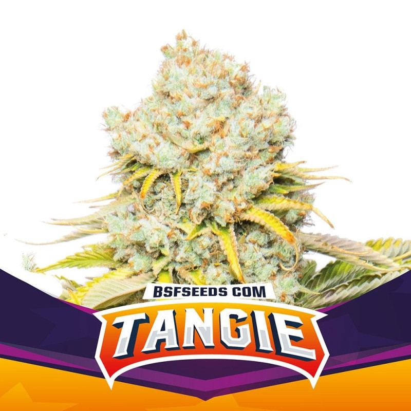 Tangie - Féminisée - BSF Seeds | ROOTS-SEEDS.FR