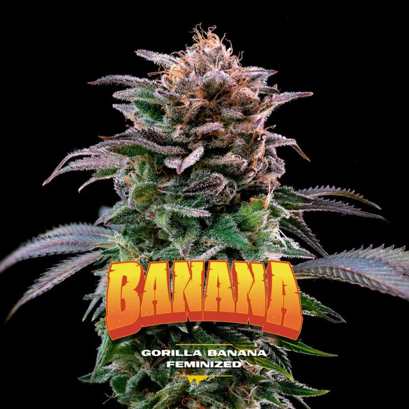 Gorilla Banana - Féminisée - BSF Seeds | ROOTS-SEEDS.FR