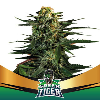 Green Tiger - Fast Version - BSF Seeds | ROOTS-SEEDS.FR