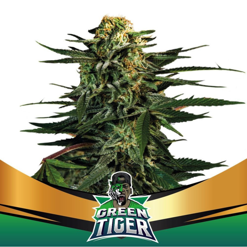 Green Tiger - Fast Version - BSF Seeds | ROOTS-SEEDS.FR