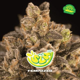 Super Lemon Haze - Féminisée - BSF Seeds | ROOTS-SEEDS.FR