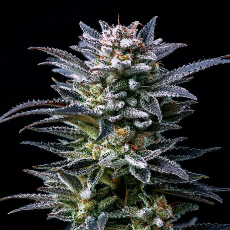 Gorilla Ghost - Féminisée - BSF Seeds | ROOTS-SEEDS.FR